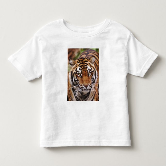 Camiseta De Bebé Tigre de Bengala, Panthera tigris (Anverso)