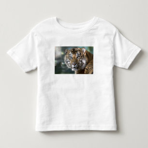 Camiseta De Bebé Tigre de Sumatra macho (Panthera tigris sumatrae)