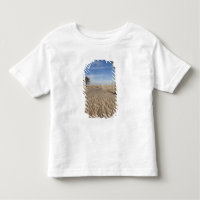 Túnez, desierto del Sahara, Douz, Gran Duna, amane