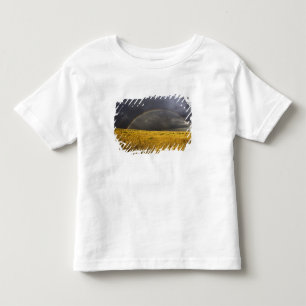 Camiseta De Bebé Un arcoíris que aparece a través de una tarde brum