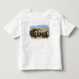 Camiseta De Bebé Un grupo de bueyes almizcleros ramonean arbustos d
