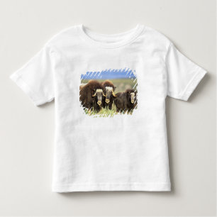 Camiseta De Bebé Un grupo de muskoxenos navegan por arbustos de sau