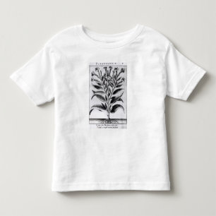 Camiseta De Bebé Una planta de tabaco, 1622