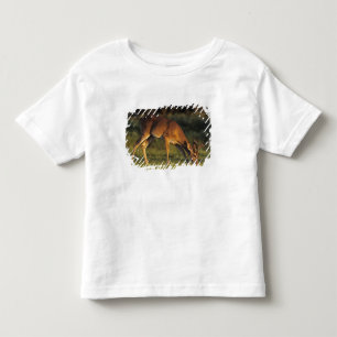 Camiseta De Bebé Venado de cola blanca, Odocoileus virginianus