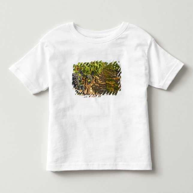 Camiseta De Bebé vides de Cabernet Sauvignon en una fila en la (Anverso)
