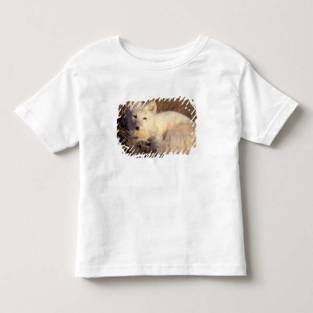 Camiseta De Bebé zorro ártico, Alopex lagopus (Anverso)