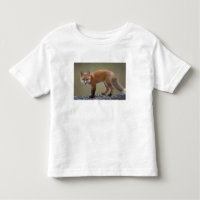 zorro rojo, Vulpes vulpes, a lo largo del centro N
