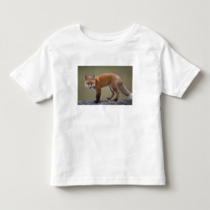 Camiseta De Bebé zorro rojo, Vulpes vulpes, a lo largo del centro N
