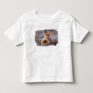 Camiseta De Bebé zorro rojo, Vulpes vulpes, cachorro rascándose,