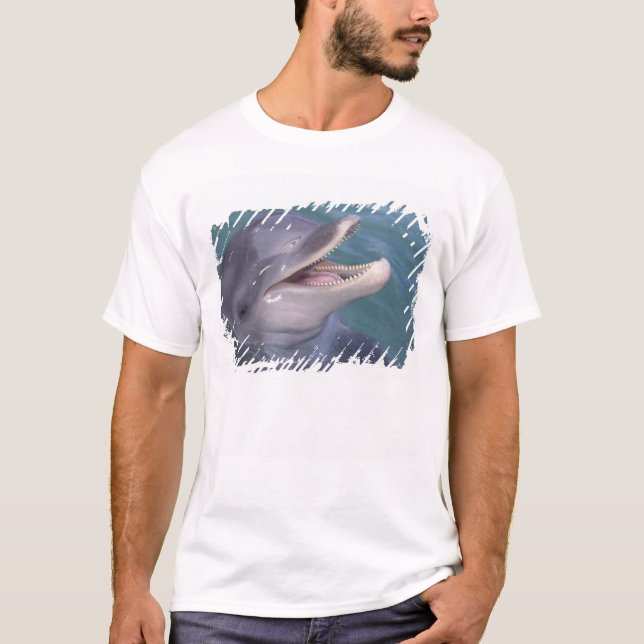 Camiseta delfín mular del Caribe (Anverso)