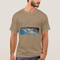 Delfines comunes
