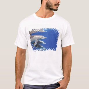 Camiseta delfines manchados del Atlántico. Bimini, Bahamas