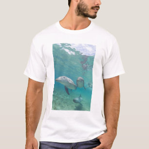 Camiseta Delfines mulares Tursiops truncatus