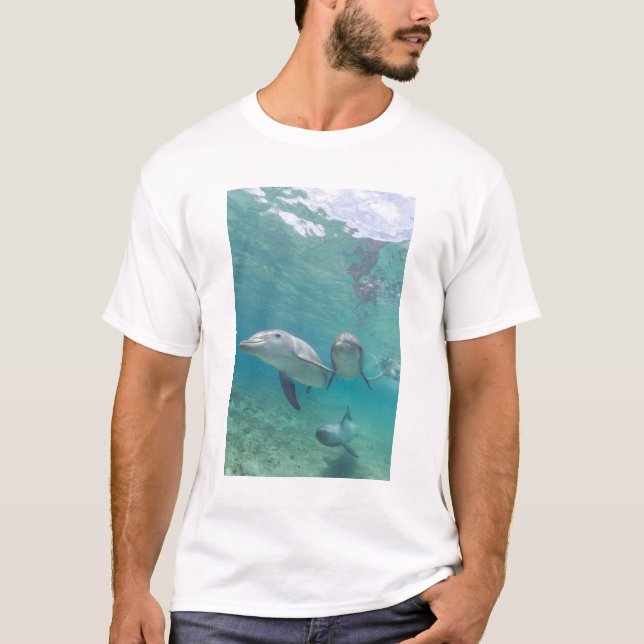 Camiseta Delfines mulares Tursiops truncatus (Anverso)