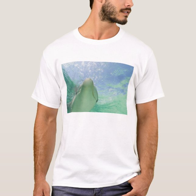 Camiseta Delfines mulares Tursiops truncatus) (Anverso)