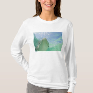 Camiseta Delfines mulares Tursiops truncatus)