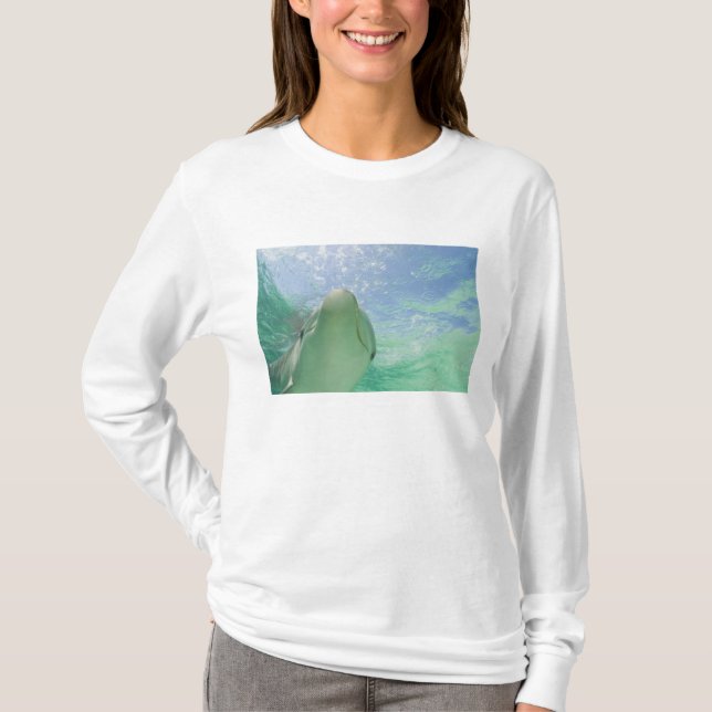 Camiseta Delfines mulares Tursiops truncatus) (Anverso)