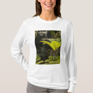 Camiseta Detalle de planta en un jardín botánico, Ecuador