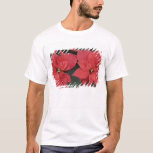 Camiseta Detalle de poinsettia roja (Euphorbia pulcherrima)