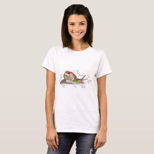 Camiseta Diagrama caracol Helix aspersa órgano seccionado d