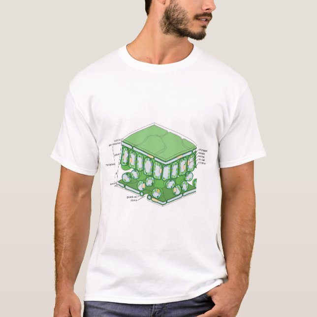 Camiseta Diagrama de celda de estructura de tejido de hoja (Anverso)