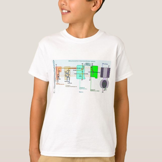 Camiseta Diagrama de espacio de Mitonchondrial (Anverso)