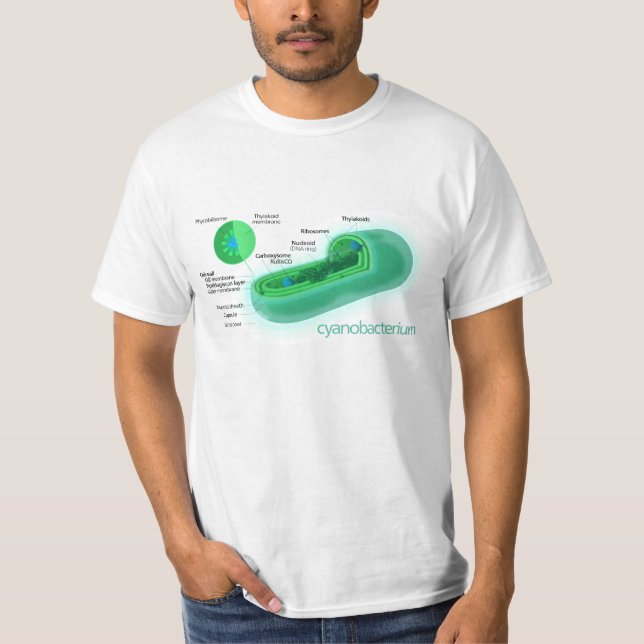 Camiseta Diagrama de una célula típica del Cyanobacteria (Anverso)