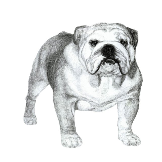 Camiseta Dibujo a lápiz de Bulldog Inglés (Hand-drawn English Bulldog )