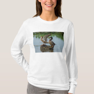 Camiseta Disculpa
