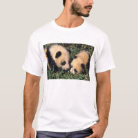 Dos crías de panda en el arbusto de bambú, Wolong,