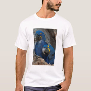 Camiseta Dos guacamayos jacintos, Brasil