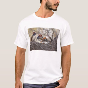 Camiseta Dos machos compitiendo por una hembra de pato mand