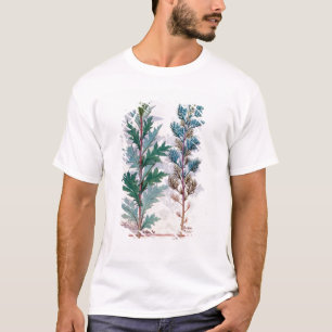 Camiseta Dos variedades de Artemesia