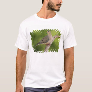 Camiseta Dove de luto, Zenaida macroura