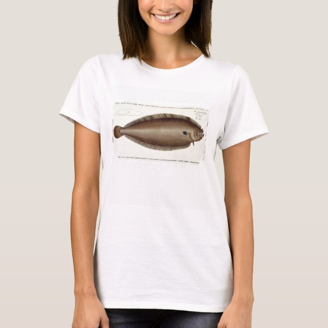 Camiseta Dover Sole (Solea Solaea) placa XLV de Ichthyol (Anverso)