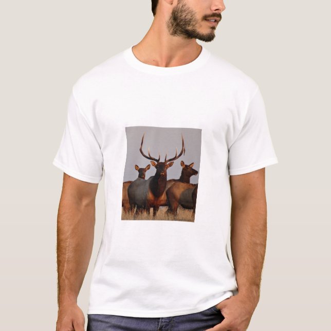 Camiseta E66 Alce toro y vacas (Anverso)