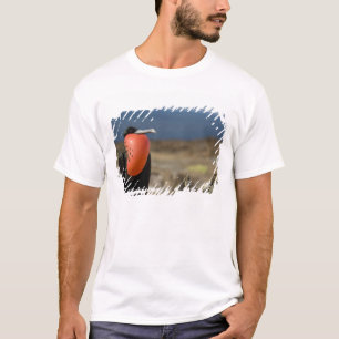 Camiseta Ecuador, Galápagos, Isla Genovesa. 6.º príncipe