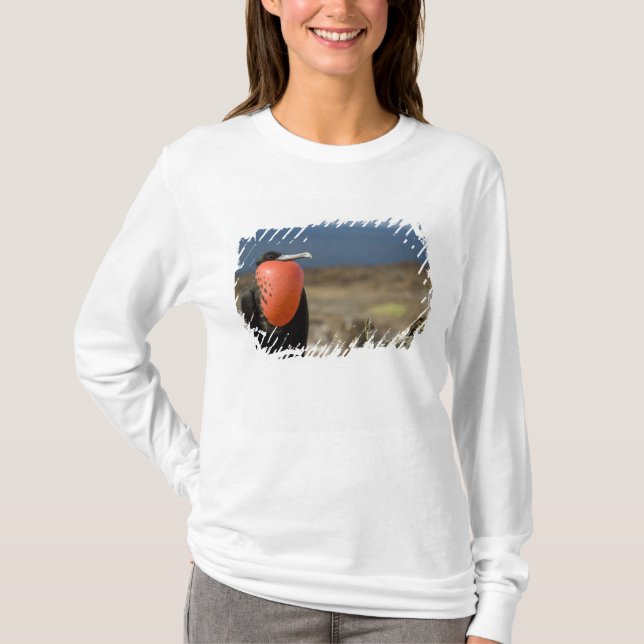 Camiseta Ecuador, Galápagos, Isla Genovesa. Príncipe (Anverso)