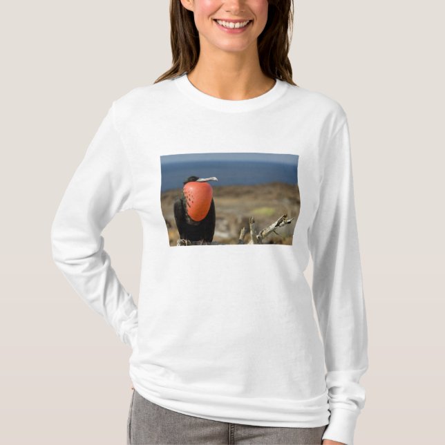 Camiseta Ecuador, Galapagos, Isla Genovesa. Príncipe (Anverso)