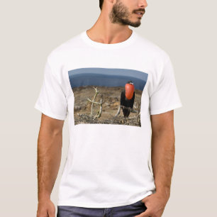 Camiseta Ecuador, Galápagos, Isla Genovesa. Príncipe