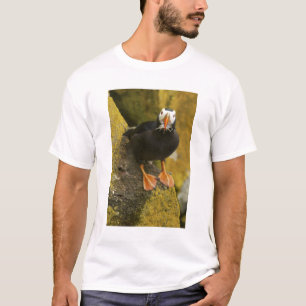 Camiseta EE. UU., Alaska, Islas Pribilof, San Pablo. Penach