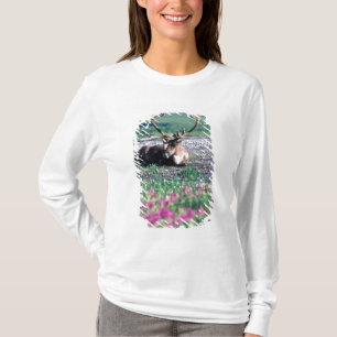 Camiseta EE. UU., Alaska, Parque Nacional Denali, Caribou