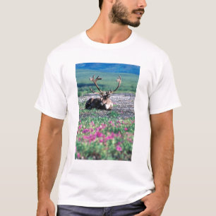 Camiseta EE. UU., Alaska, Parque Nacional Denali, Caribou