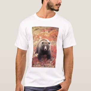 Camiseta EE. UU., Alaska, Parque Nacional Denali, osa grizz