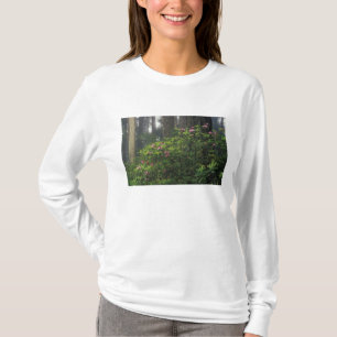 Camiseta EE. UU., California, Del Norte, Redwoods St. Park,