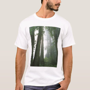 Camiseta EE. UU., California, Parque Nacional Redwood,