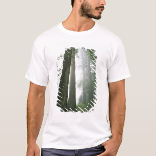 Camiseta EE. UU., California, Parque Nacional Redwood,