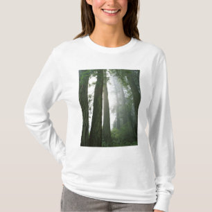 Camiseta EE.UU., California, Parque Nacional Redwood.
