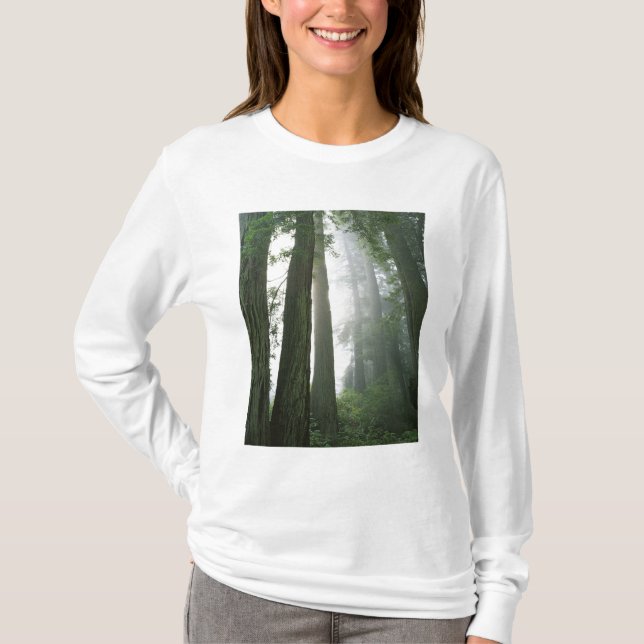 Camiseta EE.UU., California, Parque Nacional Redwood. (Anverso)