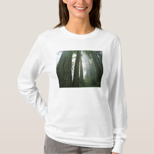 Camiseta EE.UU., California, Parque Nacional Redwood, 2
